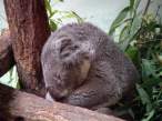Koala.jpg