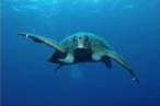 Turtle.jpg