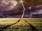 Light in the Field.jpg