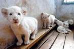 Baby tigers.jpg