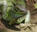 Lizzard.jpg