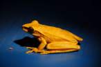 Yellow frog.jpg