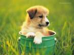 Puppy.jpg