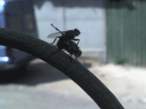 Fly fuck.jpg