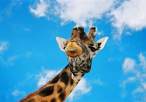 Giraffe.jpg