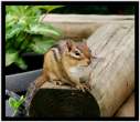Squirell.jpg