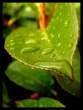 Leaf.jpg