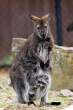 Kangoroo.jpg