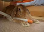 Wabbit.jpg