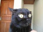Black cat.jpg