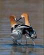 Goose.jpg