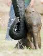 Elephant.jpg