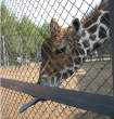 Giraffe.jpg