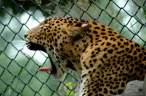 Leopard.jpg