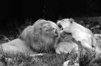 Lion love.jpg