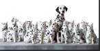 Dalmatians.jpg