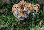 Hunting tiger.JPG