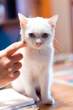 Kitten.jpg