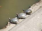 Turtles.jpg