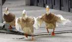 Ducks.jpg
