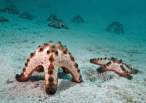 Sea stars.jpg