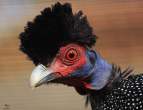 Bird.jpg