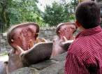 Hippo.jpg