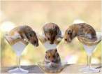 Cute mouse.jpg