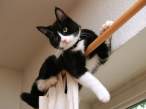 Cat.jpg