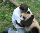 Panda.jpg