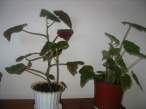IMG_3728.jpg