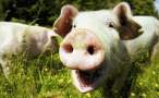 Pig.jpg