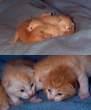 Kitty fight.jpg