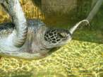 Sea Turtle.jpg