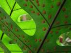 Leaf.jpg