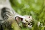 Wild cat.jpg
