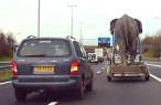 Elephant.jpg