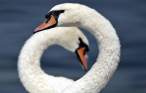 Swan.jpg