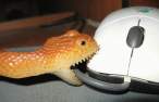 Bite mouse.jpg