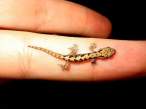 Lizzard.jpg