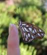 Butterfly.jpg
