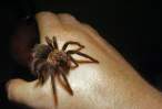 Scary spider.jpg