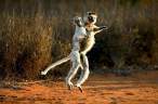 Dancing monkey.jpg