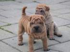 Twins.jpg