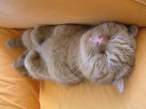 Sleeping kitty.jpg
