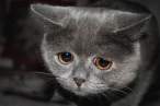 Sad kitty.jpg