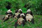 Pandas.jpg