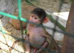Monkey.jpg
