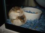 Hamster.jpg