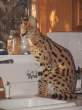 Wild cat.jpg